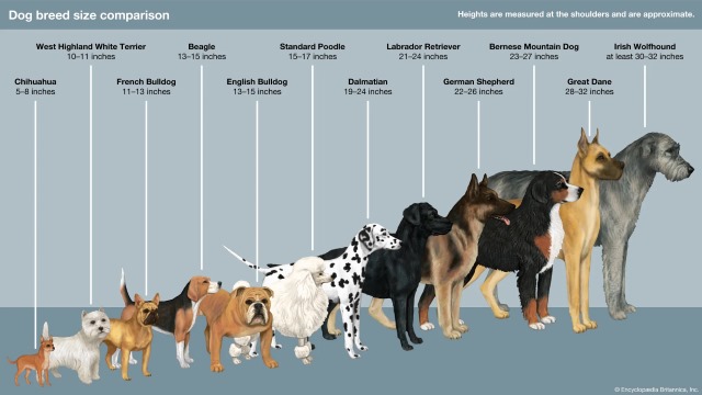 Dog Breeds Information