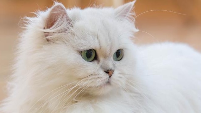 Popular Cat Breeds Information